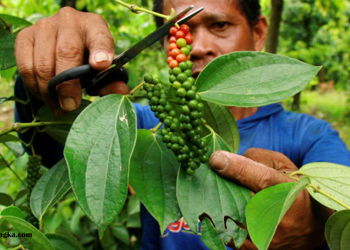 Babel Gencarkan Program Petani Milenial Lada Putih untuk Percepat Hilirisasi Perkebunan Nasional