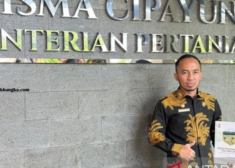 Tiga Varietas Padi Lokal Bangka Resmi Diakui Kementan: Raden, Mayang Pasir, dan Damel Menjadi Varietas Unggul Nasional