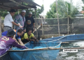 Budi Daya Ikan Nila Salin di Bangka Tengah Meningkat Pesat: Panen 1,2 Ton Jadi Bukti Besar Potensi Ekonomi