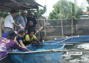 Budi Daya Ikan Nila Salin di Bangka Tengah Meningkat Pesat: Panen 1,2 Ton Jadi Bukti Besar Potensi Ekonomi