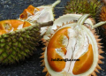 Durian Super Tembaga Bangka: Durian Premium Harga Rp 1,5 Juta per Kg yang Menyaingi Musang King