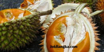 Durian Super Tembaga Bangka: Durian Premium Harga Rp 1,5 Juta per Kg yang Menyaingi Musang King