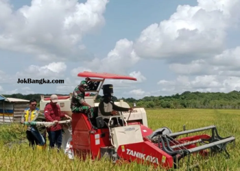 Panen Bersama Mandiri Benih di Bangka Selatan: Strategi Efektif Wujudkan Swasembada Pangan dan Meningkatkan Produksi Padi Lokal