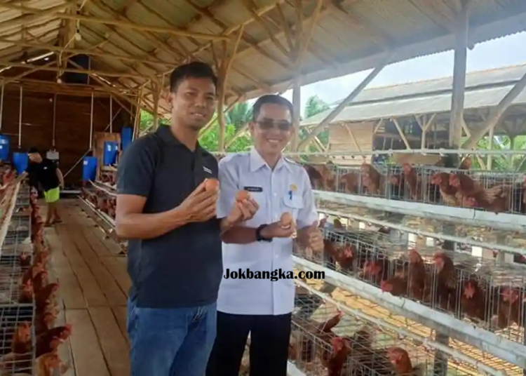 Pemangkasan Dana Desa 72% di Bangka Kota: Desa Bertahan Melalui Inovasi Program Ayam Petelur Untuk Ketahanan Ekonomi