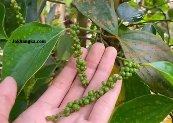 Petani Babar Beralih ke Kelapa Sawit Meski Harga Lada Tinggi: Penyebab, Dampak, dan Solusi