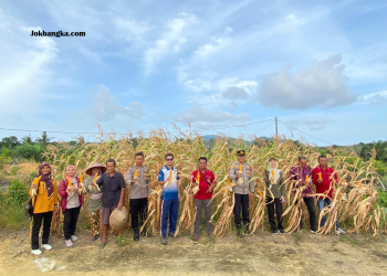 Polres Bangka Barat Perkuat Sinergi Ketahanan Pangan Desa: Strategi Panen Jagung dan Kolaborasi Berkelanjutan untuk Kemandirian Pangan Lokal