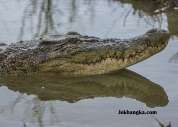 Buaya di Bangka Belitung Mengganas: Penyebab Serangan, Dampak Kerusakan Habitat, dan Solusi Pencegahannya