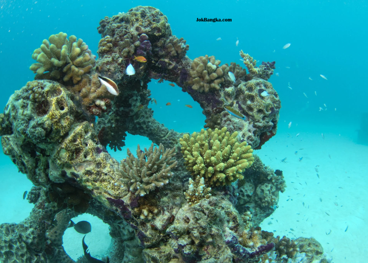 PT Timah Tenggelamkan 1.920 Artificial Reef untuk Pulihkan Ekosistem Laut di Bangka Belitung