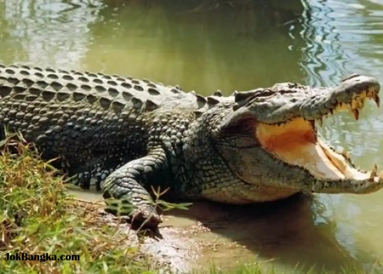 Polres Bangka Barat Rilis Peta Lokasi Rawan Serangan Buaya 2026