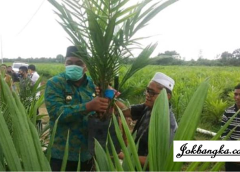Alih Fungsi Sawah Jadi Perkebunan Sawit di Desa Serdang Bangka Selatan: Tinjauan Terbaru, Tindakan Pemkab, Dampak Ketahanan Pangan