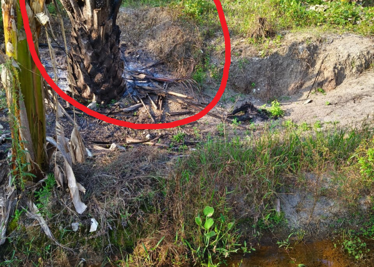 Viral Perusakan Pohon Sawit di Seputaran Jalan Singkep Air Ruai Pemali Sungailiat, Pelaku Terancam Pidana