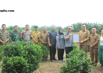 Teh Tayu Jebus Resmi Kantongi Sertifikat IG, Warisan Tradisional Bangka Barat Siap Mendunia