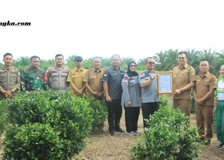 Teh Tayu Jebus Resmi Kantongi Sertifikat IG, Warisan Tradisional Bangka Barat Siap Mendunia