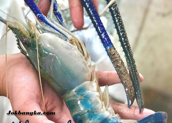 Bukit Layang Cup 2026: Lomba Mancing Udang Galah Berhadiah Jutaan Rupiah Resmi Dibuka