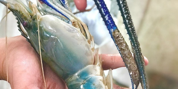 Bukit Layang Cup 2026: Lomba Mancing Udang Galah Berhadiah Jutaan Rupiah Resmi Dibuka