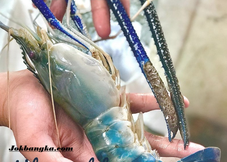 Bukit Layang Cup 2026: Lomba Mancing Udang Galah Berhadiah Jutaan Rupiah Resmi Dibuka