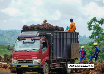 DPRD Babel Minta Perusahaan Patuhi Harga TBS Sawit, Petani Desak Keadilan Harga
