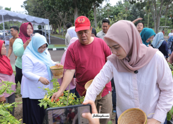 Pemanfaatan Pekarangan untuk Ketahanan Pangan: Gubernur Babel Dorong Gerakan Nanam Cabai Rakyat 2026