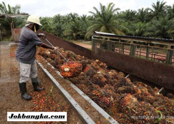 Pemkab Bangka Selatan Dorong Hilirisasi Sawit, Potensi Besar Tingkatkan Nilai Tambah dan Ekonomi Daerah
