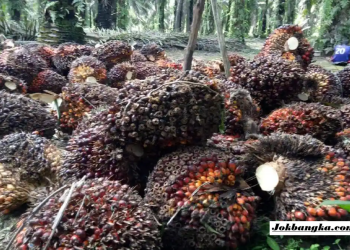 Pemkab Bangka Selatan Tegas Awasi Pengepul dan DO Sawit, Harga TBS Tak Boleh Dimainkan
