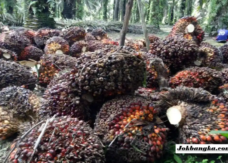 Pemkab Bangka Selatan Tegas Awasi Pengepul dan DO Sawit, Harga TBS Tak Boleh Dimainkan