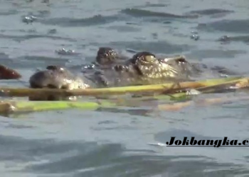 Warga Airgegas Bangka Selatan Diduga Diterkam Buaya Saat Memancing di Sungai Nyirih