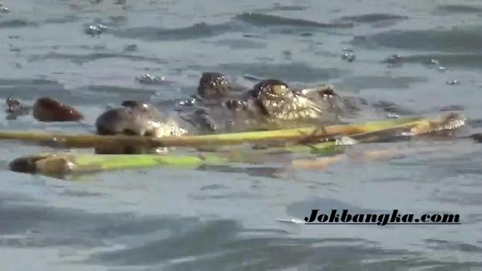 Warga Airgegas Bangka Selatan Diduga Diterkam Buaya Saat Memancing di Sungai Nyirih