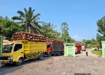 Bupati Bangka Panggil PKS Terkait Pengawasan Harga TBS Sawit, Petani Desak Transparansi dan Kenaikan Harga