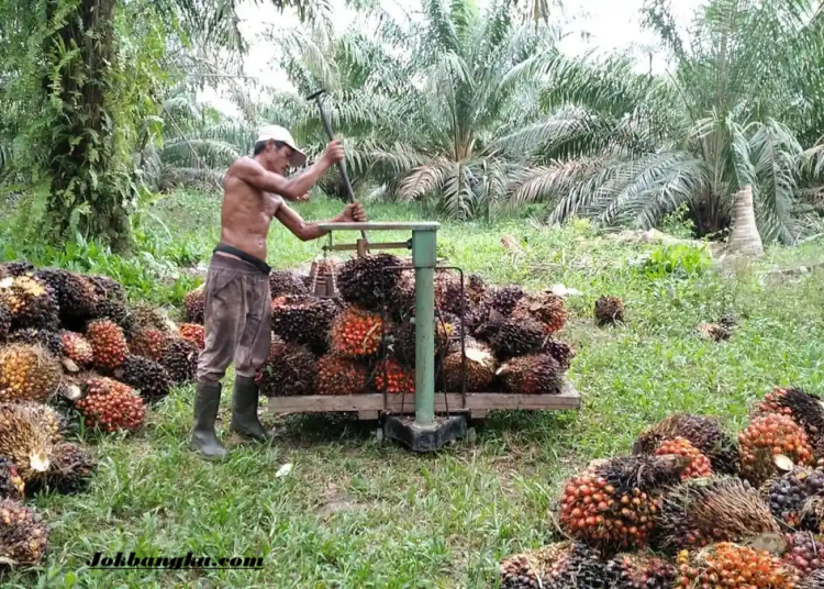 DPKP Babel Evaluasi Penurunan Harga TBS Kelapa Sawit, Petani Sawit Minta Pemerintah dan Presiden Segera Turun Tangan