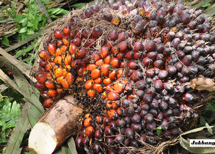 Harga TBS Sawit Viral! APKASINDO Bangka Belitung Minta Stabil di Atas Rp3.000 per Kg, Petani Mengeluh
