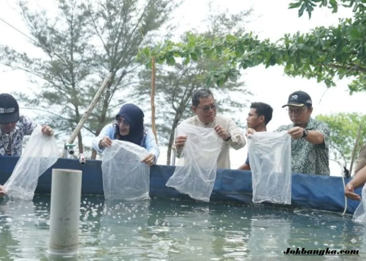 Panen Udang Vaname Bangka Tengah Dongkrak PAD dan Dukung Program MBG 2026