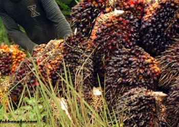 Peluang Usaha Sawit 2026: Harga TBS Anjlok, Ini Strategi Bisnis dan Cara Petani Tetap Untung di Tengah Krisis