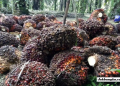 Pemkab Bangka Selatan Awasi Pemilik DO Demi Jaga Kewajaran Harga Sawit dan Lindungi Petani