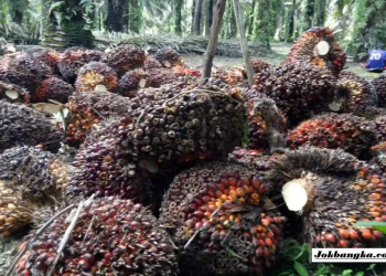 Pemkab Bangka Selatan Awasi Pemilik DO Demi Jaga Kewajaran Harga Sawit dan Lindungi Petani