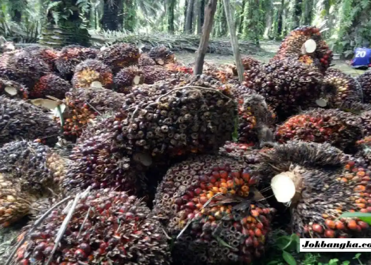 Pemkab Bangka Selatan Awasi Pemilik DO Demi Jaga Kewajaran Harga Sawit dan Lindungi Petani