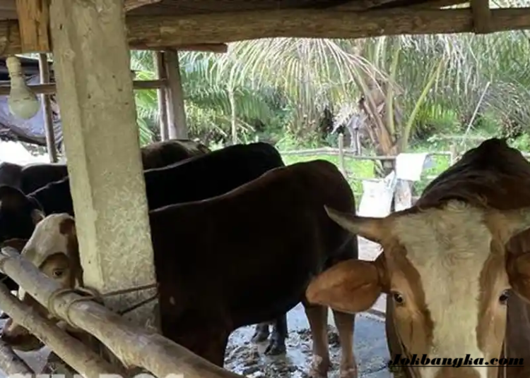 Peternak Bangka Barat Mulai Beralih ke Sapi Limosin, Dinilai Lebih Cepat Untung dan Bernilai Jual Tinggi