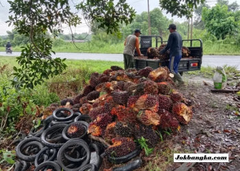 Trauma Harga TBS Sawit Anjlok, Petani Pernah Buang Hasil Panen Kini Pasrah Dijual Rp1.750 per Kg