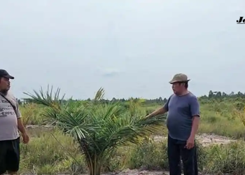 Viral! 4 Desa di Bangka Selatan Terindikasi Ditanami Sawit, Pemkab Siap Bongkar dan Panggil Kades-Camat