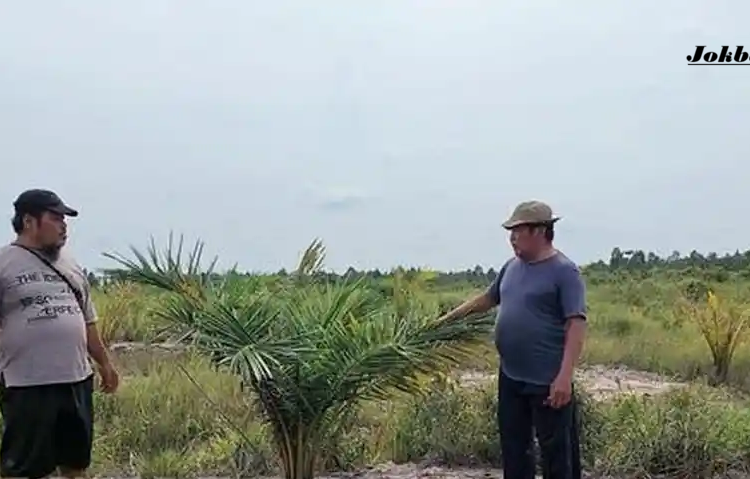 Viral! 4 Desa di Bangka Selatan Terindikasi Ditanami Sawit, Pemkab Siap Bongkar dan Panggil Kades-Camat