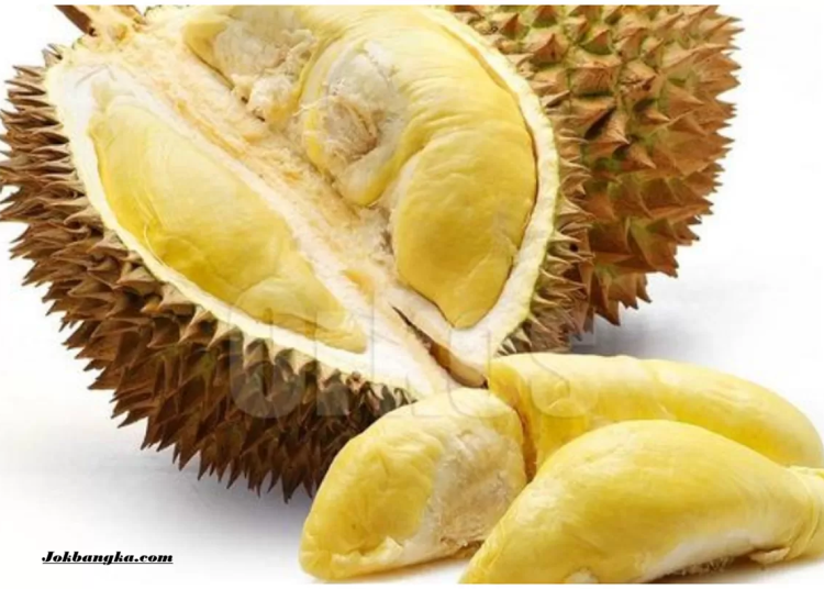 Durian Raksasa Khas Bangka Belitung, Buah Langka dengan Daging Tebal dan Rasa Legit yang Wajib Dicoba