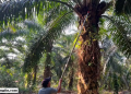 Harga TBS Sawit Bangka Mayoritas Stabil, PT FAL Bukit Layang Naikkan Harga Rp80 per Kilogram, Petani Sambut Positif