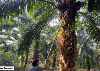 Harga TBS Sawit Bangka Mayoritas Stabil, PT FAL Bukit Layang Naikkan Harga Rp80 per Kilogram, Petani Sambut Positif