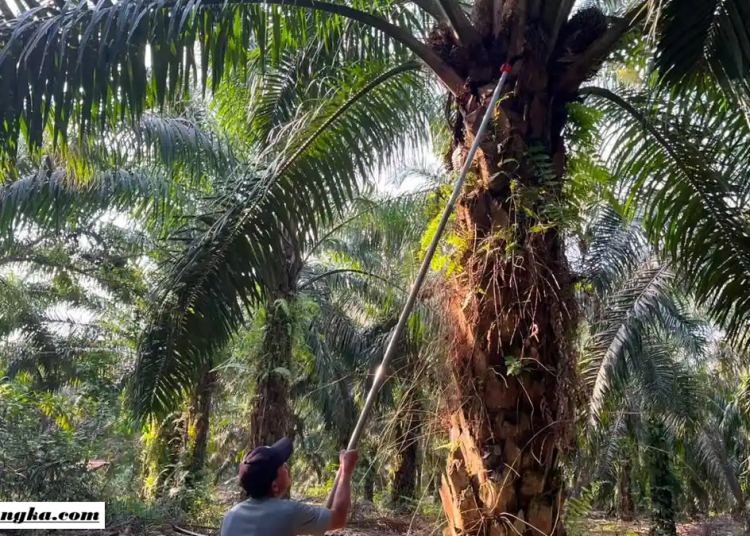 Harga TBS Sawit Bangka Mayoritas Stabil, PT FAL Bukit Layang Naikkan Harga Rp80 per Kilogram, Petani Sambut Positif