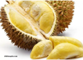 Kisah Inspiratif Jumadi, Berangkat Umroh Bersama Keluarga Berkat Hasil Kebun Durian di Bangka Barat