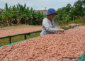 Menjaga Kualitas Terasi Toboali di Tengah Kelangkaan Udang Rebon, Rahasia Kelezatan Belacan Khas Bangka yang Mendunia
