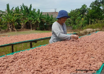 Menjaga Kualitas Terasi Toboali di Tengah Kelangkaan Udang Rebon, Rahasia Kelezatan Belacan Khas Bangka yang Mendunia