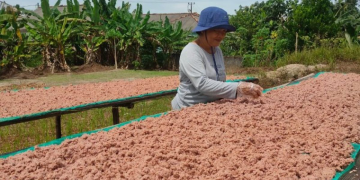 Menjaga Kualitas Terasi Toboali di Tengah Kelangkaan Udang Rebon, Rahasia Kelezatan Belacan Khas Bangka yang Mendunia