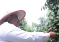 Pemprov Babel Remajakan 195 Hektare Kebun Lada Petani, Dorong Produksi Lada Putih Kembali Bangkit