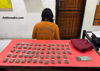 Pemuda Bangka Barat Ditangkap Polisi, Ratusan Gram Ganja Disembunyikan di Semak-Semak Pinggir Jalan