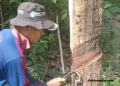 Petani Karet di Bangka Selatan Semringah, Harga Getah Naik Rp14.500 per Kilogram dan Bawa Harapan Baru bagi Ekonomi Desa